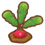 red radish sprout