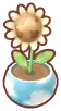  Weiß-Erdenblume [Topfpflanze]
