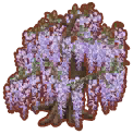 glicinia grande lila