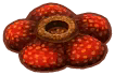  Rafflesie