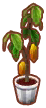  Kakaobaum