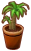  Drachenbaum