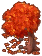  Herbst-Ahornbaum
