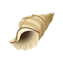 conch shell