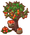  Mangobaum