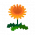 Orange-Löwenzahn